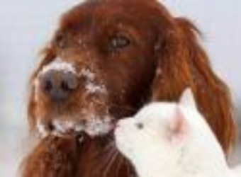 6 Tips for Keeping Your Pets Safe in Wintery Weather