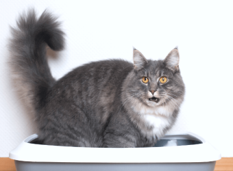 Everything You Never Wanted To Know About Cat Urine