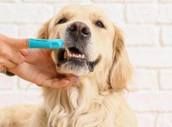 5 Ways to Make Home Dental Care Easier for You and Your Dog