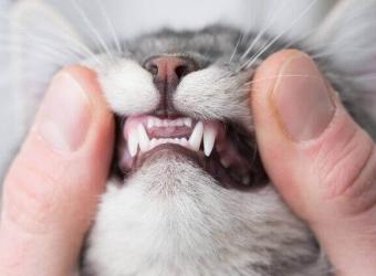 Pet Dental Health Month: How to Tell If Your Cat’s Mouth Is Painful — And What to Do About It