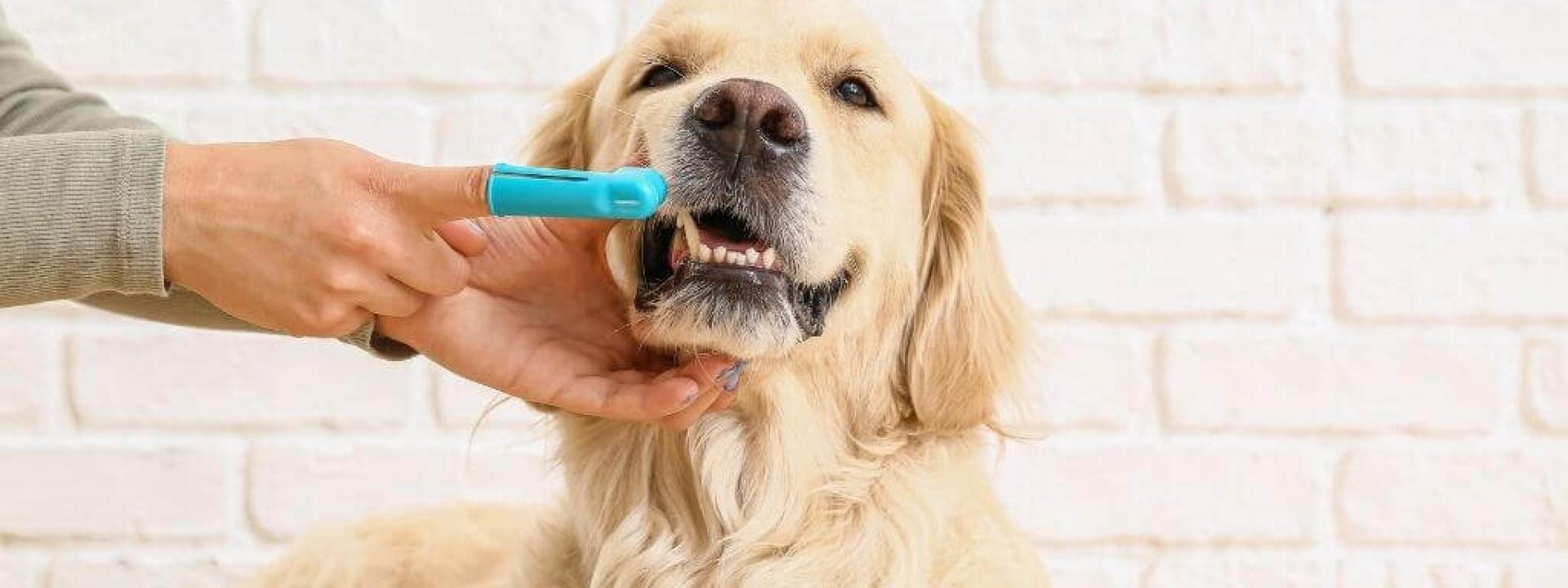 home dental care tips for your dog