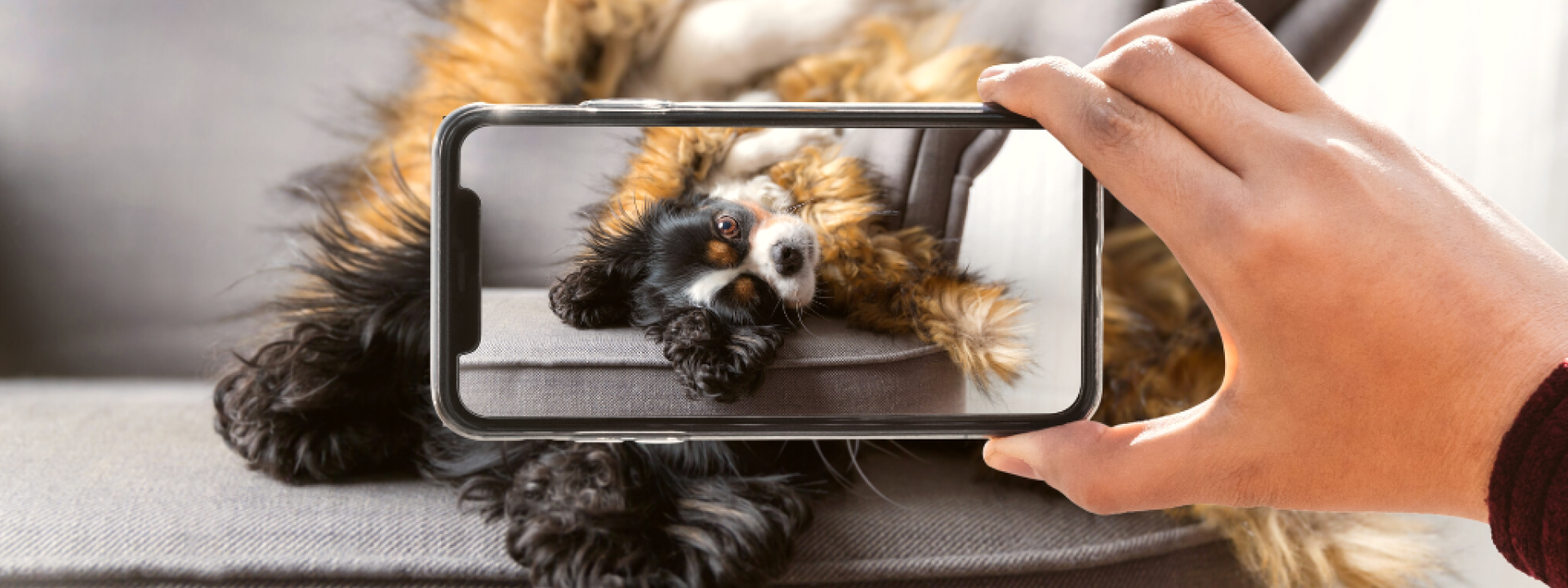 A human is taking a picture or photo of his pet Cavalier King Charles Spaniel dog.