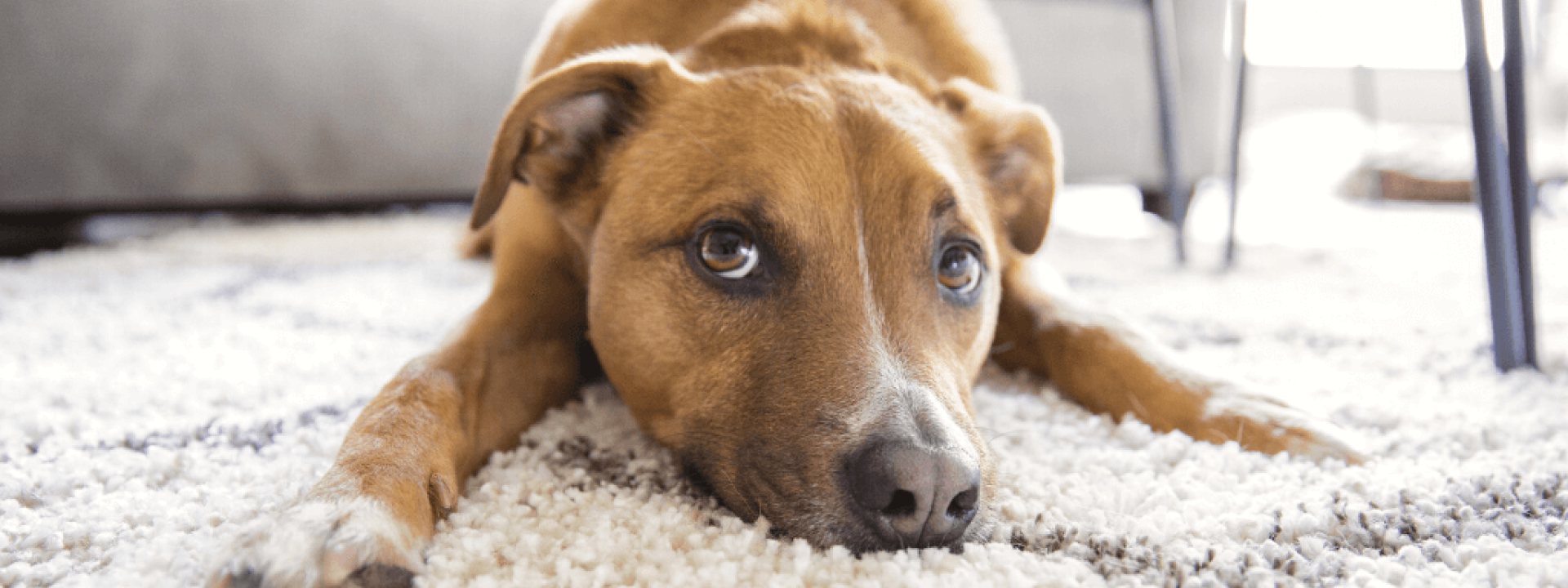 Shepherd mix puppy dog makes funny face lying on shag rug carpet at home